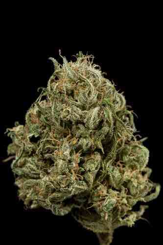 Cheese XXL Autoflowering > Dinafem Seeds | Graines Autofloraison  |  Hybride